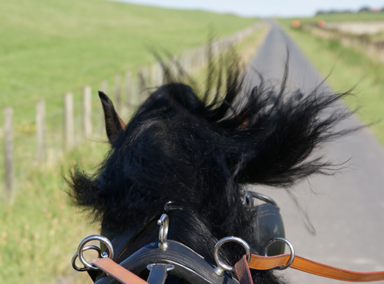 Pferdemähne im Wind
